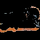 CBS DOLPHINS MIAMI FL [NFL] logo